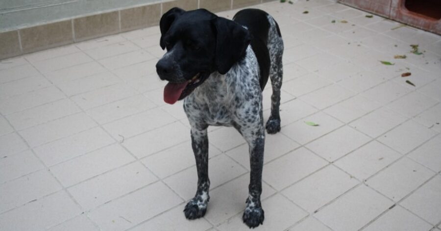 cagnolino nel box del canile