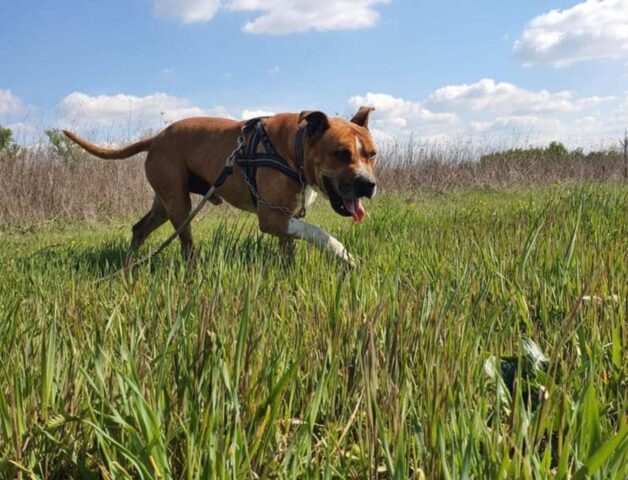 Tycoon, meticcio Amstaff introverso sta cercando una casa