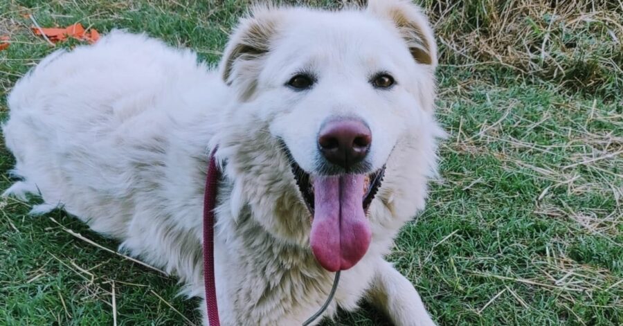 cane dal grande naso marrone