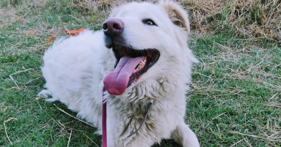 cagnolina dal pelo bianco