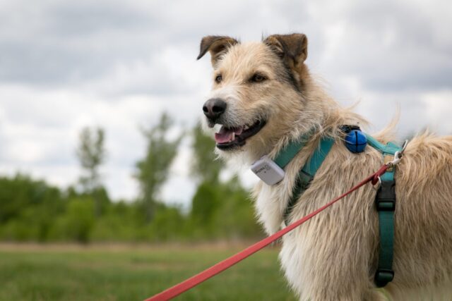 5 accessori hi-tech per il cane, i migliori per Fido