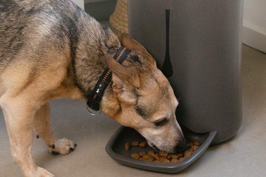 dosatore per le crocchette del cane