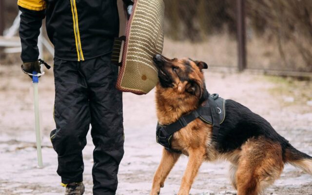 5 accessori per cani difficili, i più validi in assoluto