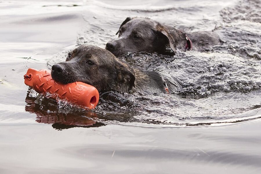 cane che nuota con gioco in bocca