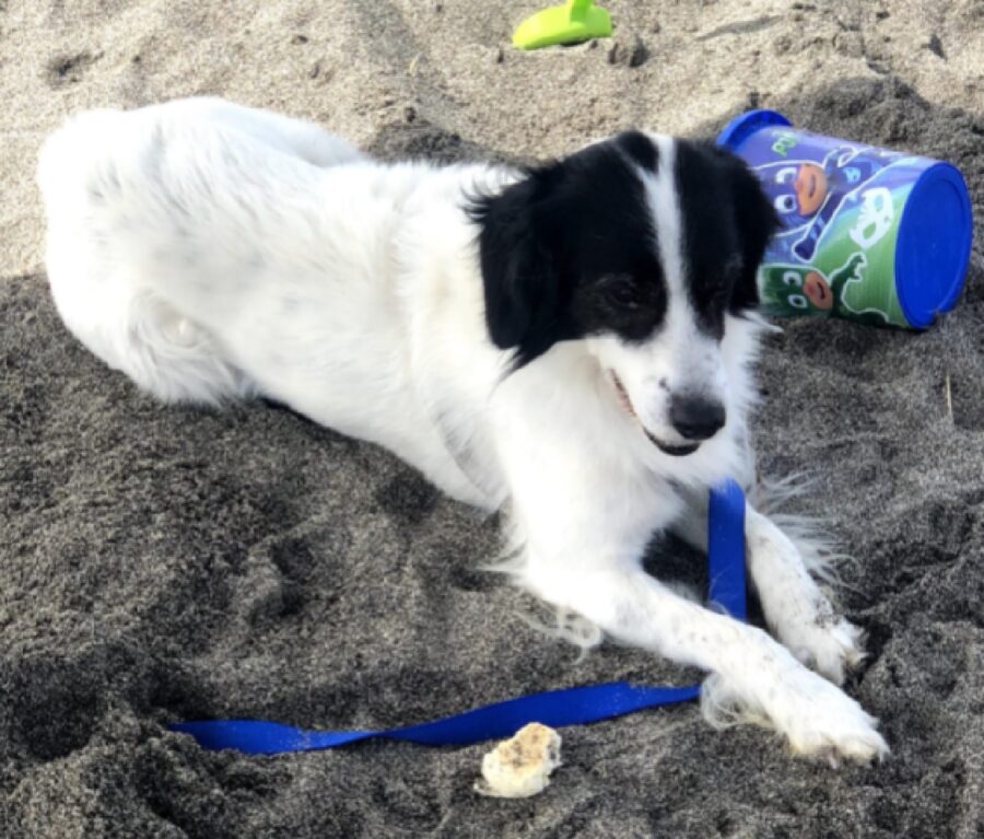 cane sabbia gioco spiaggia