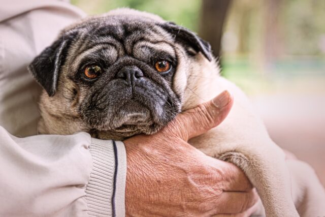 Adottare un cane anziano: 10 ragioni per farlo