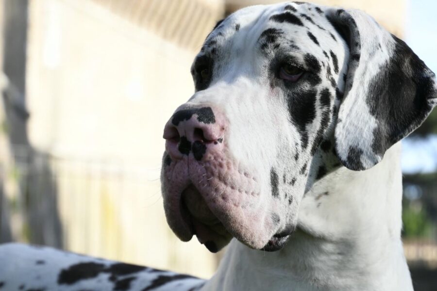 cane con orecchie pendenti