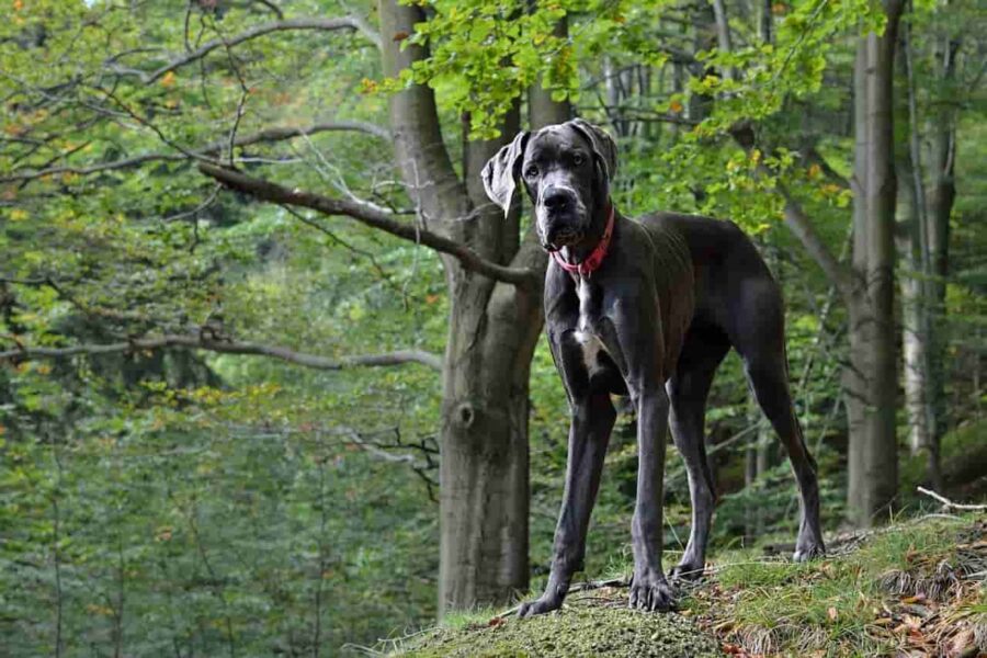 cane nel bosco