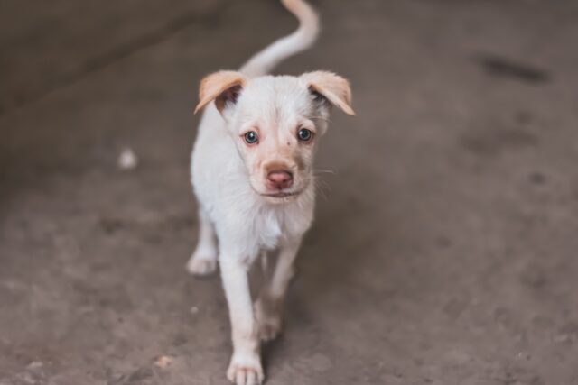 Come faccio ad allontanare il cucciolo di cane dai cani randagi?