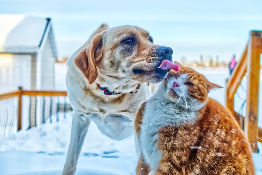 cane e gatto