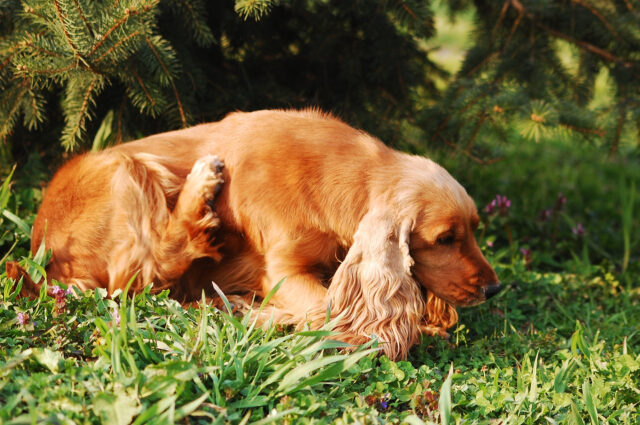 Amflee per cani: a cosa serve, dosaggio e quando viene usato