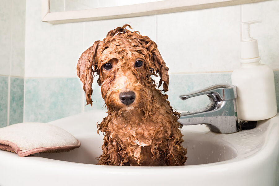 cane fa il bagno