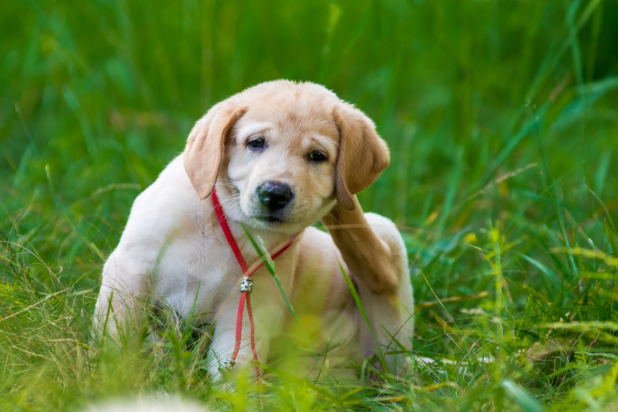 cane in campagna