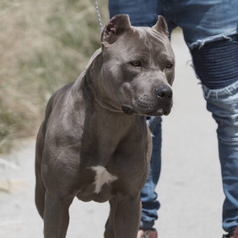 Pitbull dell’unità cinofila stacca una gamba ad un agente della Polizia Penitenziaria