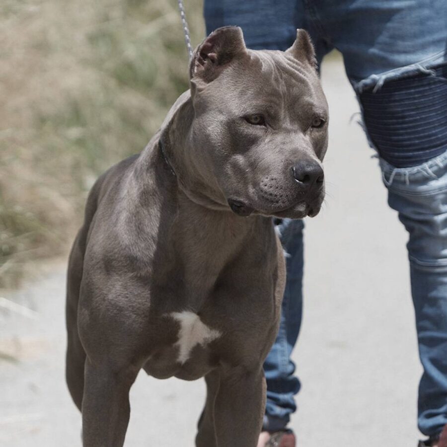 cane grigio con orecchie tagliate