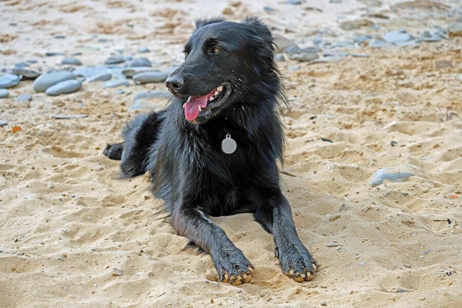 cane in spiaggia