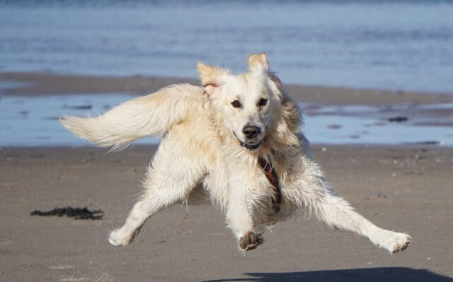 10 attività da fare con il cane d’estate, imperdibili e divertenti