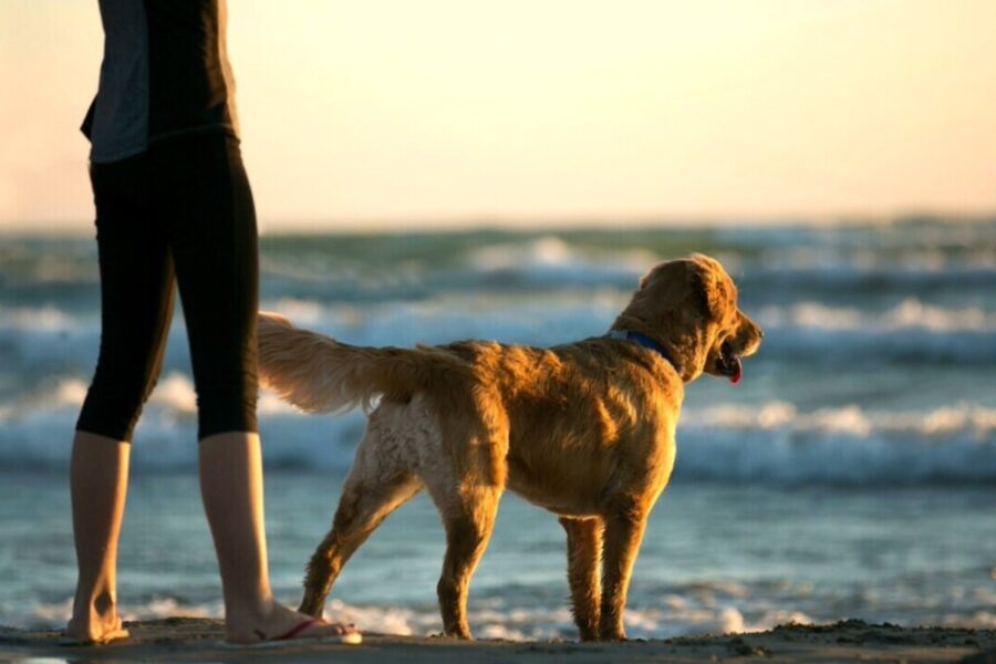 cane corre al mare