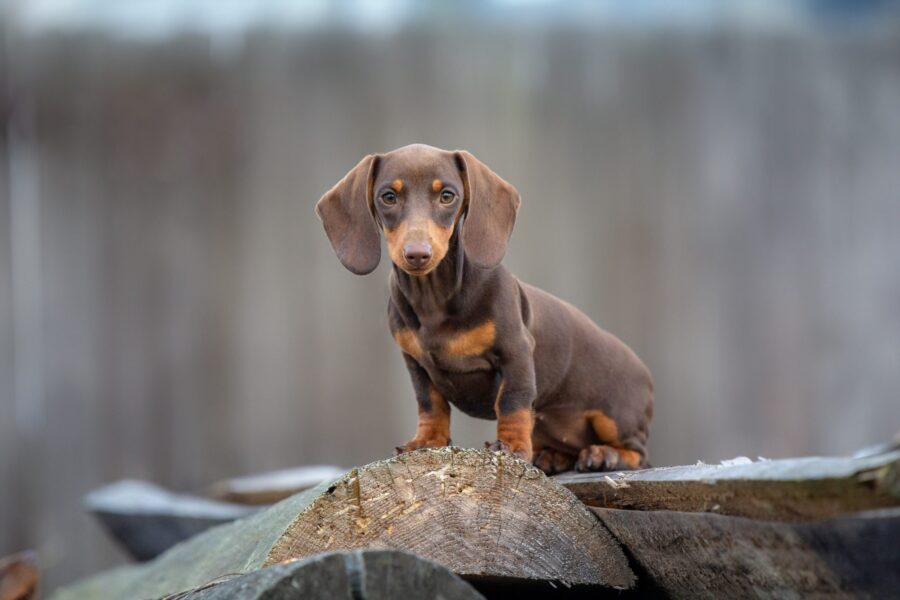 cane bassotto