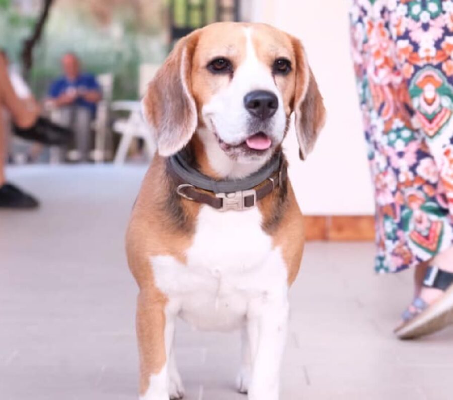 cagnolina beagle margot felice