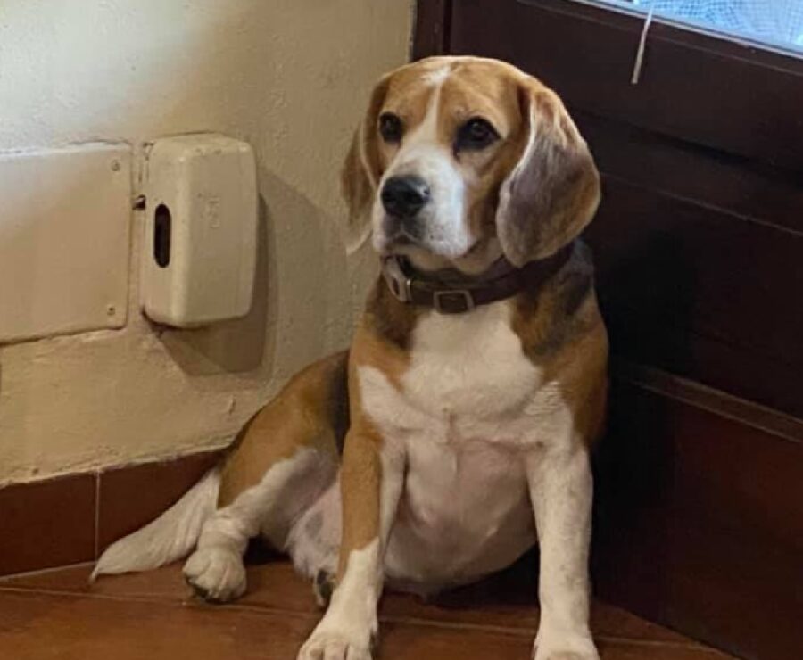 cucciola beagle distesa vicino angolo