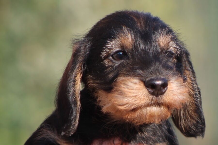 cucciolo di cane bassotto