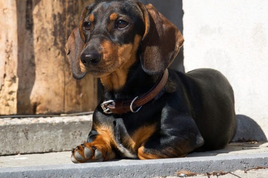 cane vicino a gradino