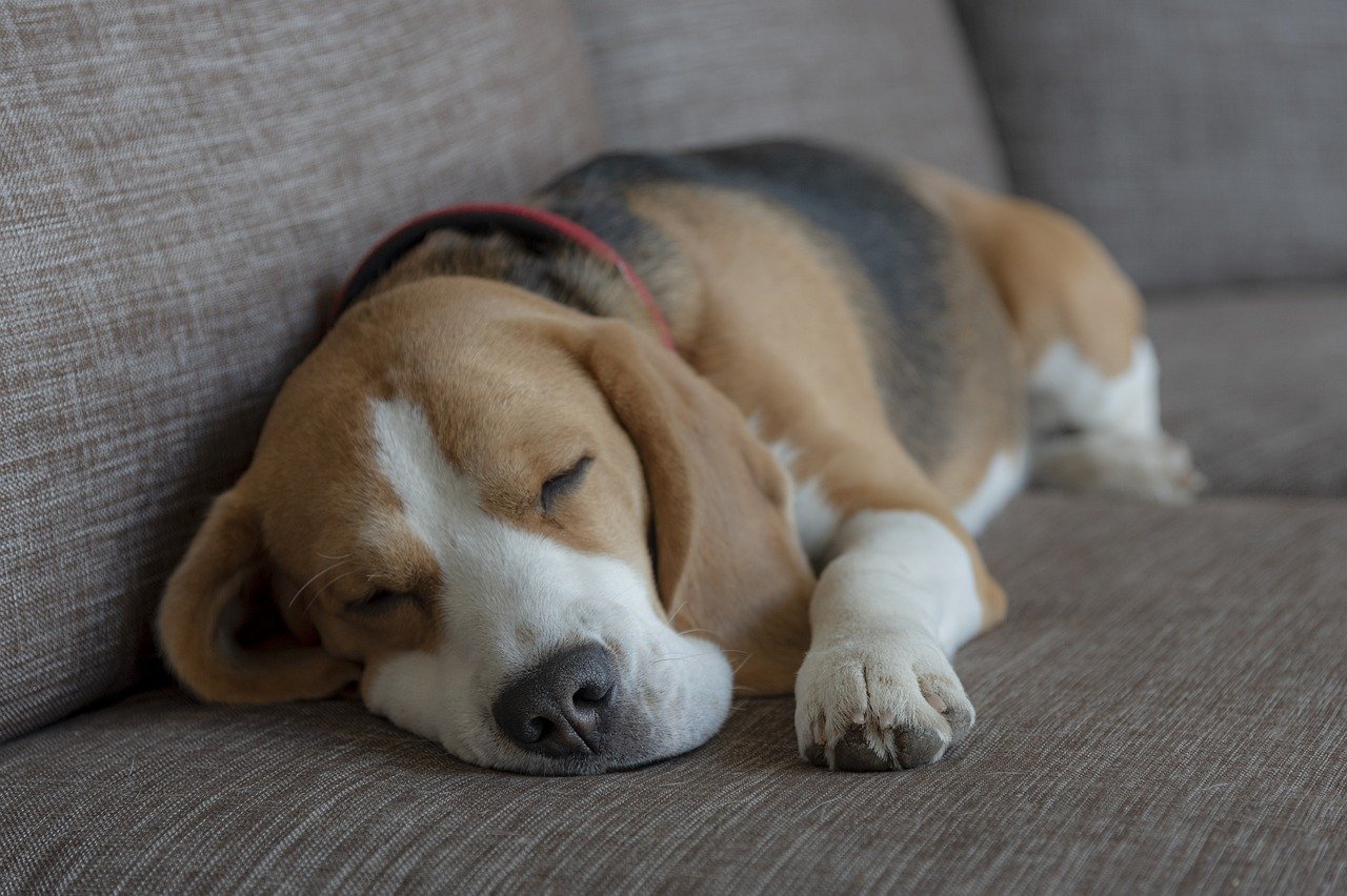 beagle che dorme