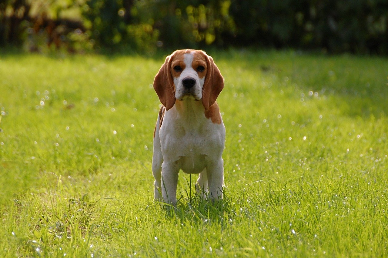 cane si diverte nell'erba