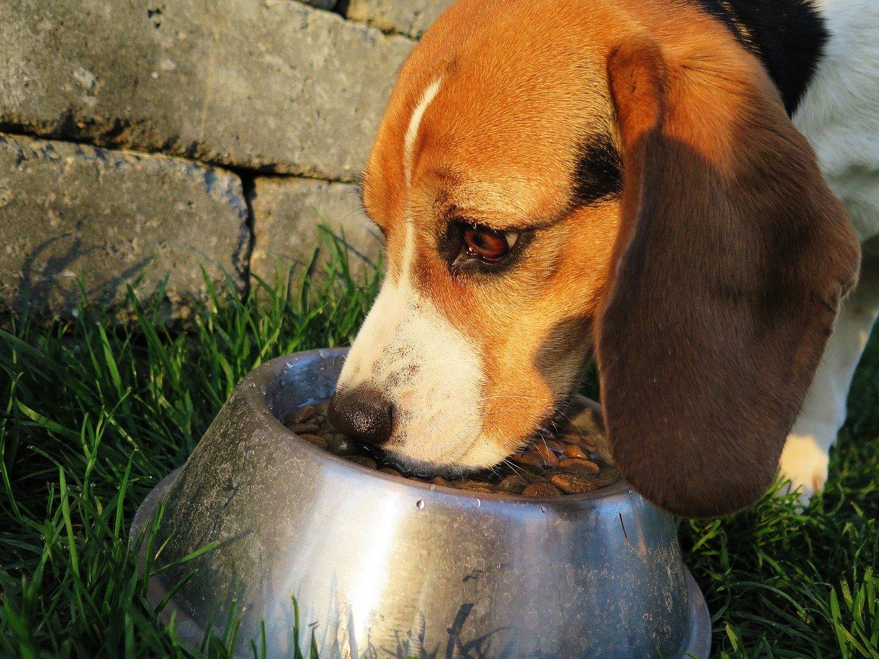 cane mangia da ciotola