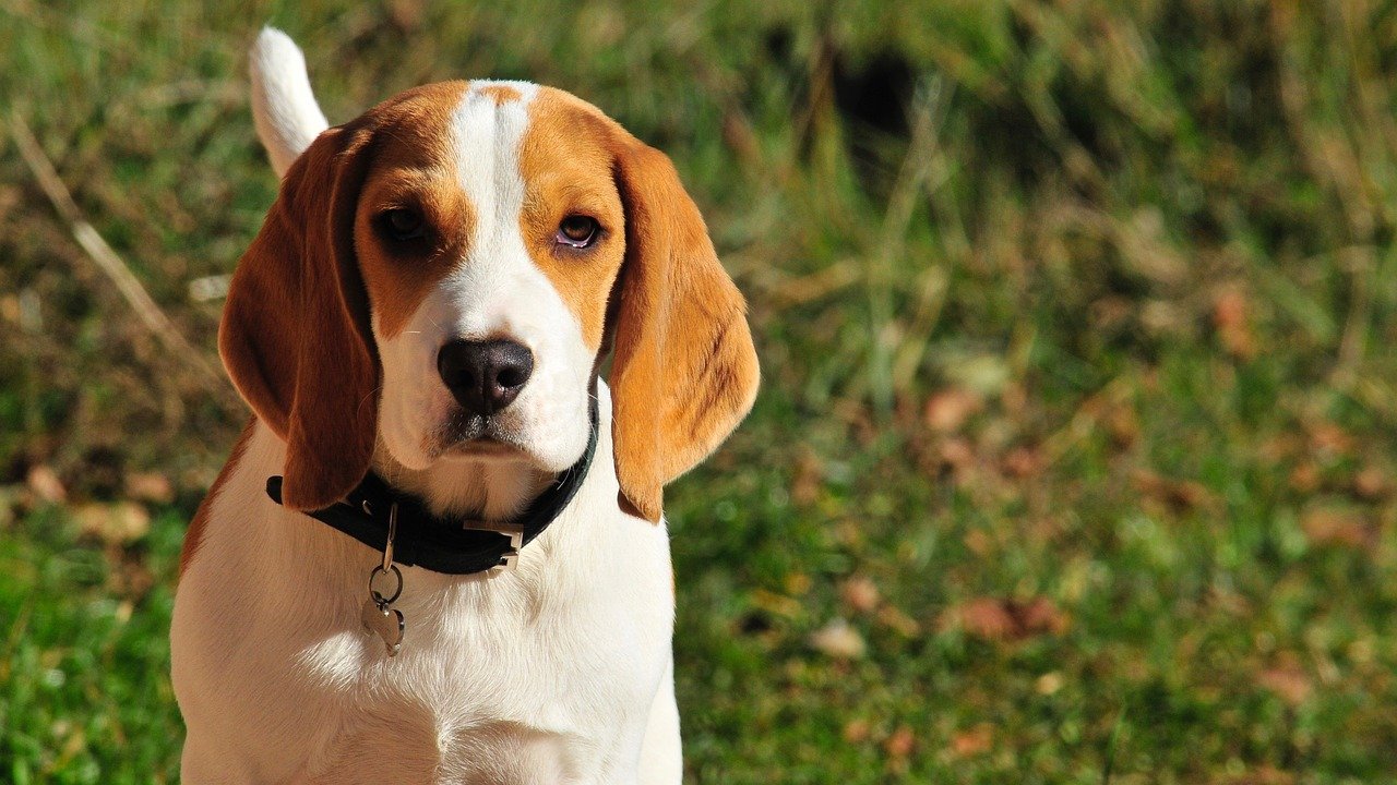 beagle sguardo tenero
