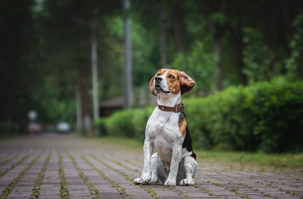 cagnolino sguardo dolce