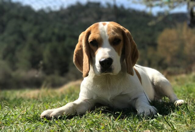 beagle sul prato