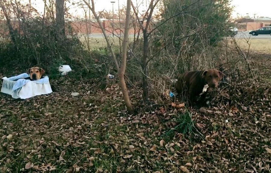 due cani nel bosco