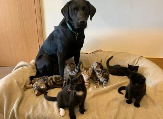 Cane che adotta sette gatti: la storia della dolce Bertie