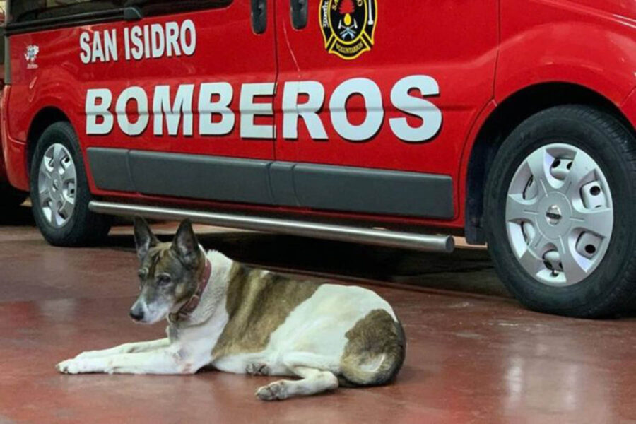 cane sdraiato in caserma dei pompieri