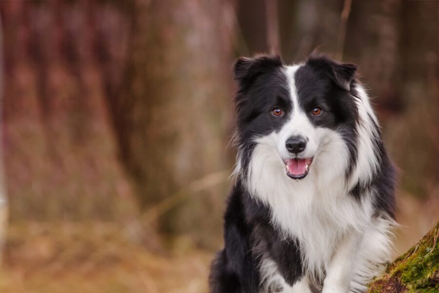 cane nel bosco