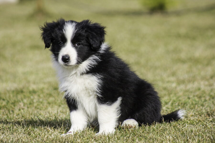 cucciolo di cane border collie