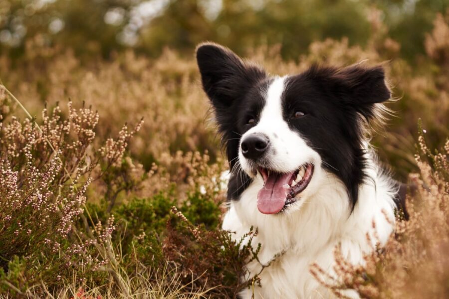 cane nella natura