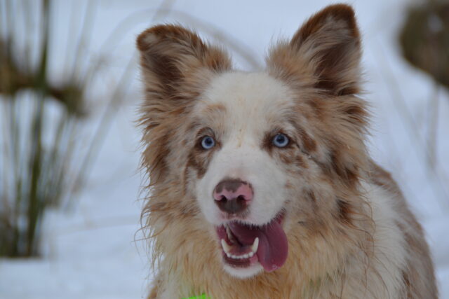 Border Collie, tutto su questa razza: carattere, curiosità, consigli e cure