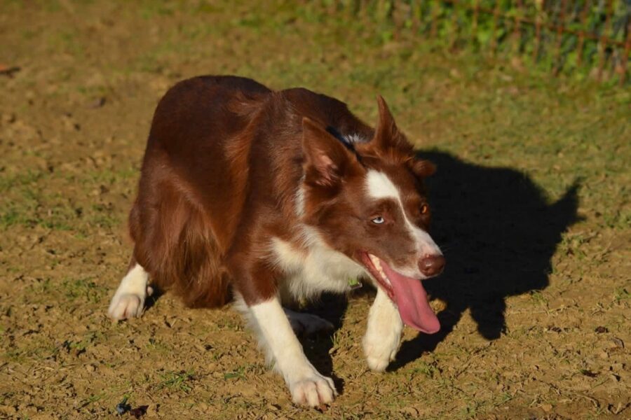 cane bianco e marrone