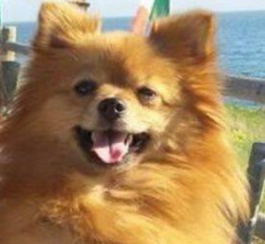 cane pomerania immagine mare sfondo