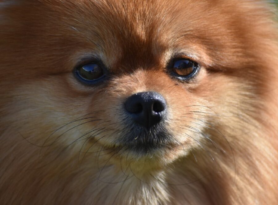 cane primo piano pomerania