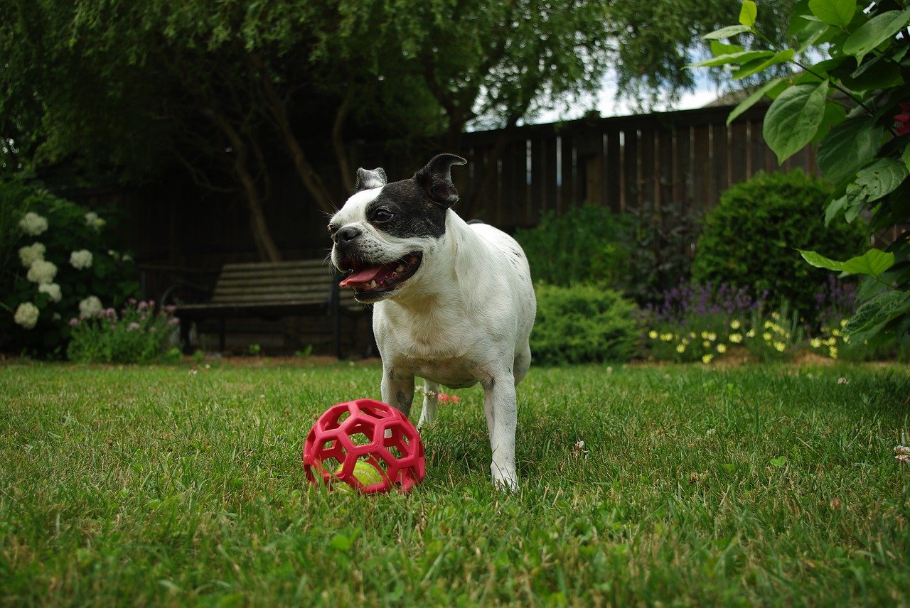 boston terrier gioca