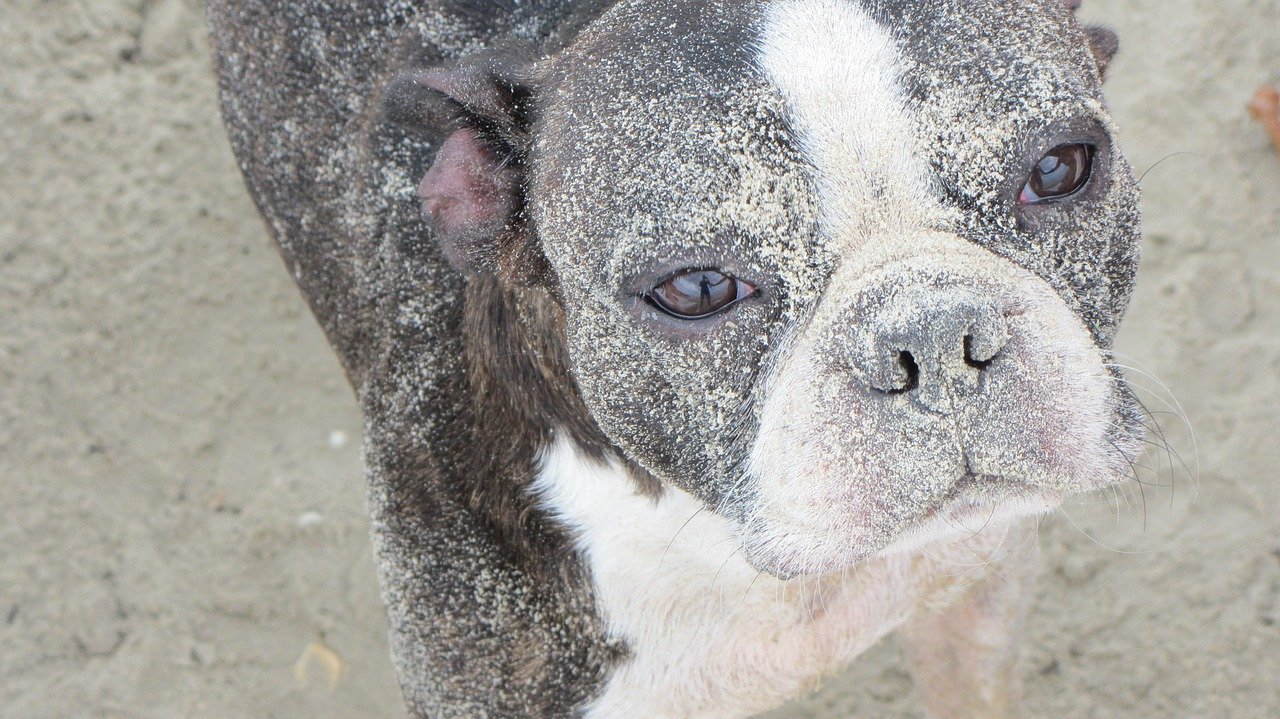 boston terrier pieno di sabbia