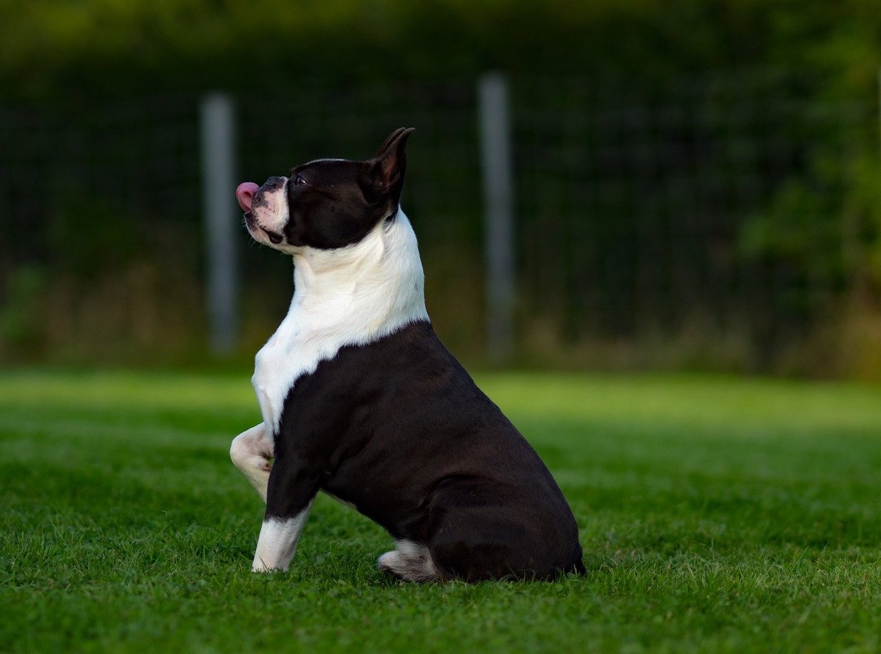 boston terrier in posa