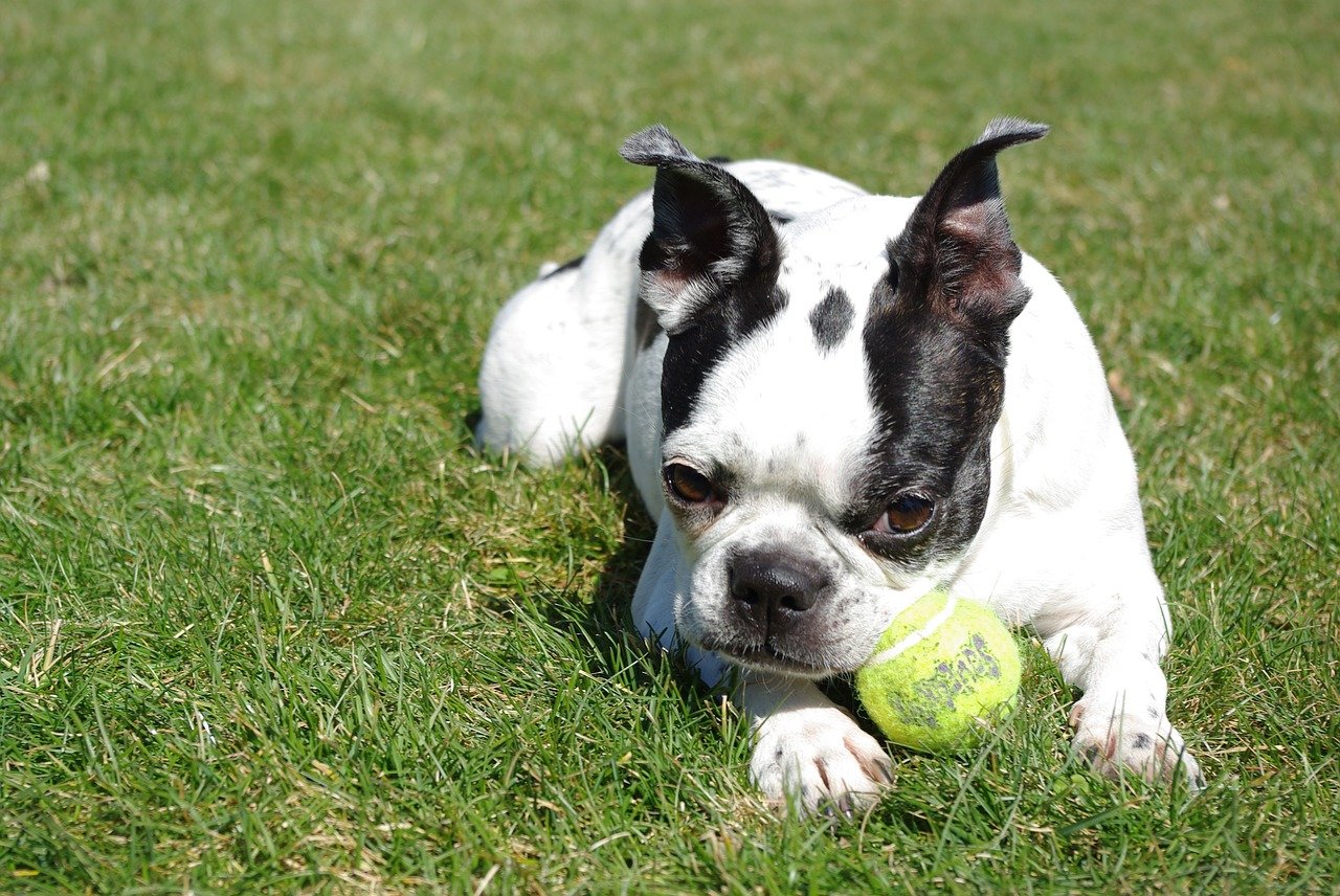 boston terrier gioca sul prato