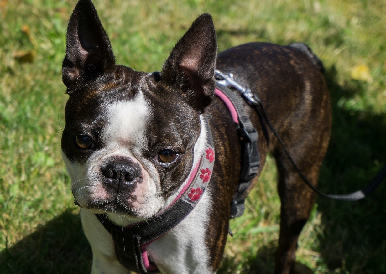 cagnolone occhi stanchi