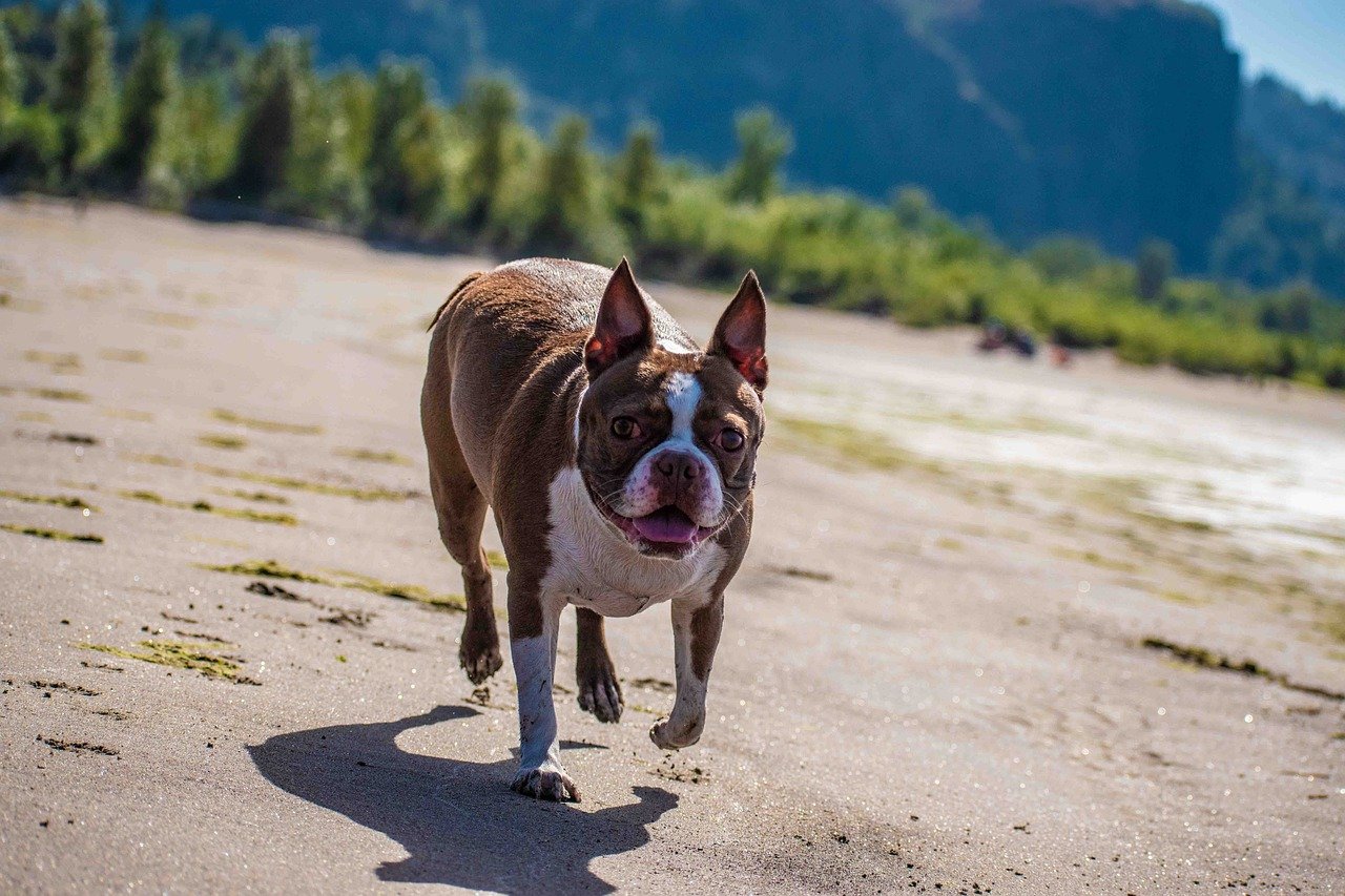 boston terrier scorrazza felice