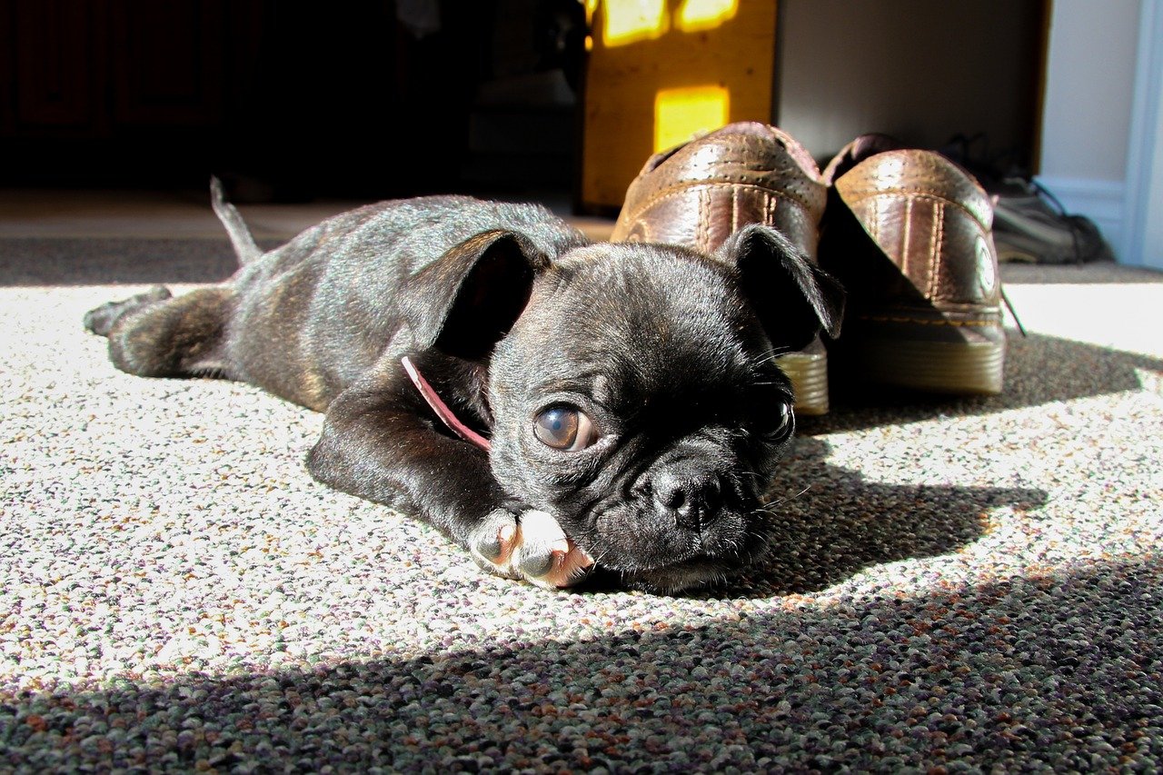 boston terrier si riposa 